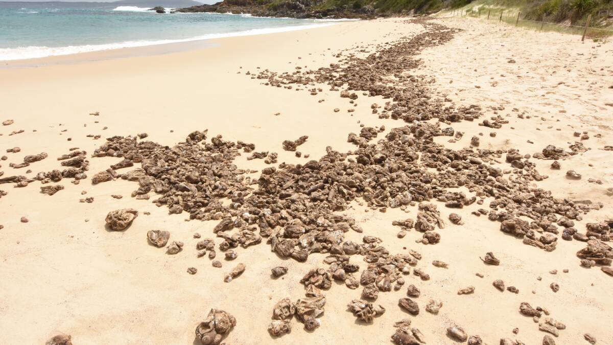 A large amount of cunjevoi has been dumped at Shelly Beach, south of Elizabeth Beach at Pacific Palms.