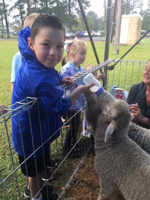 Bulahdelah year two student Joseph Whitby feeding lambs.