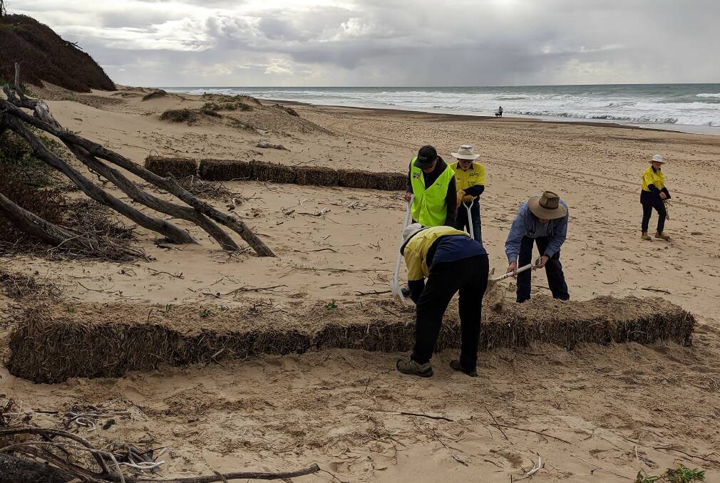 Manning Coastcare Group volunteers building hay bale sand traps showing scraped sand in the background defending the eroded dune fronts. (Photo by Anne Rorke)