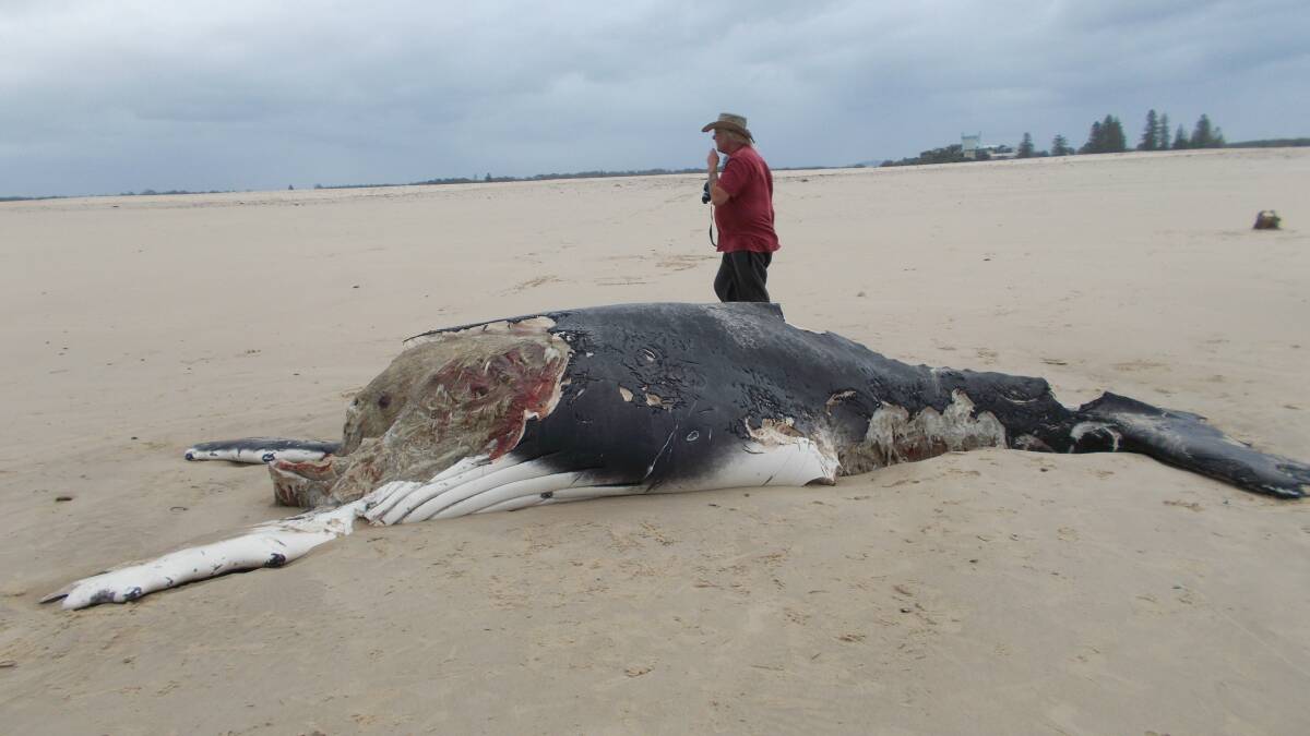 Sand spit at Harrington: The carcass of a juvenile humpback whale washed up this week. Photo by Stephen Underwood