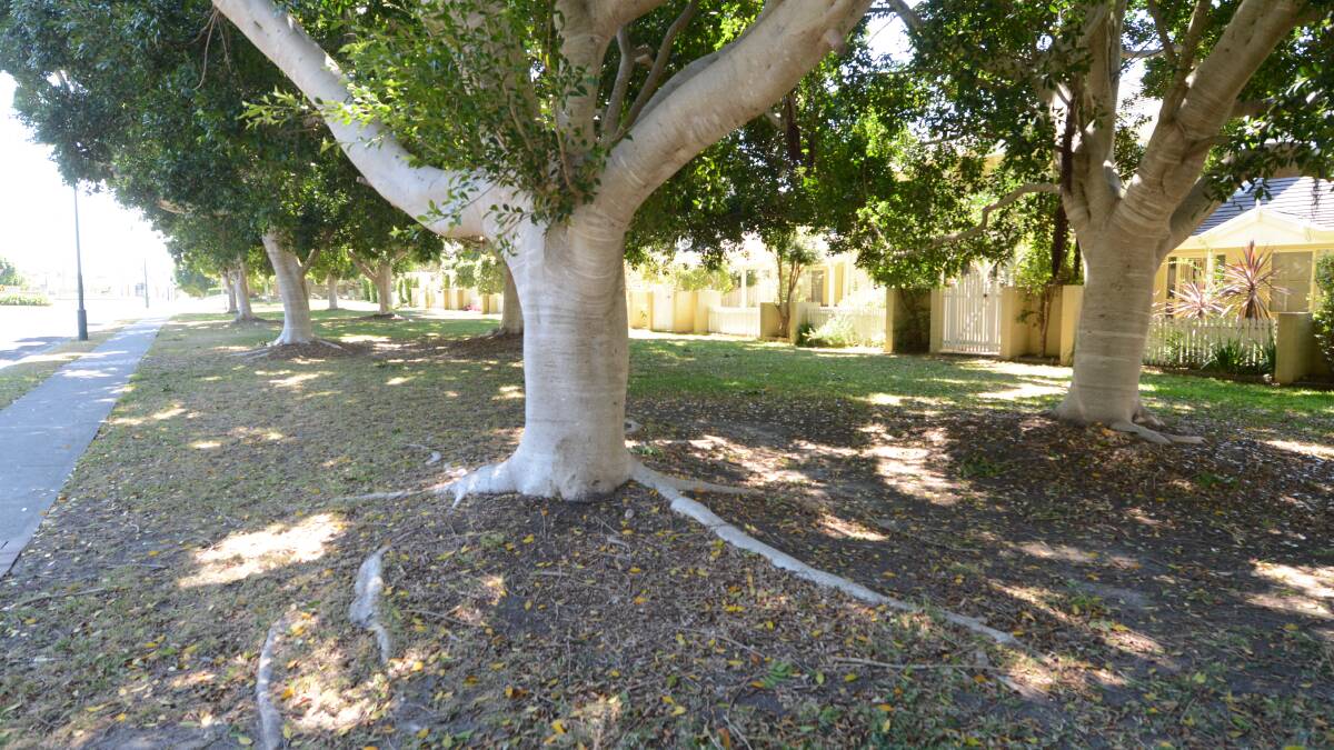 The Hill’s fig trees that line both sides of Harbour Boulevard have grown to be a problem, says MidCoast Council.
