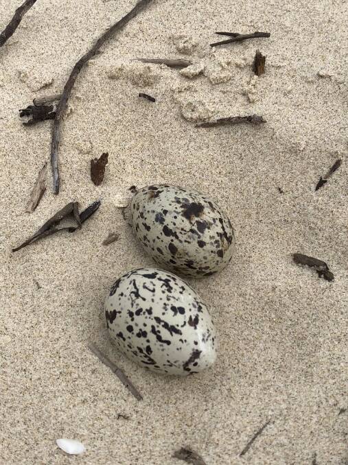 Pied oyster catcher eggs.