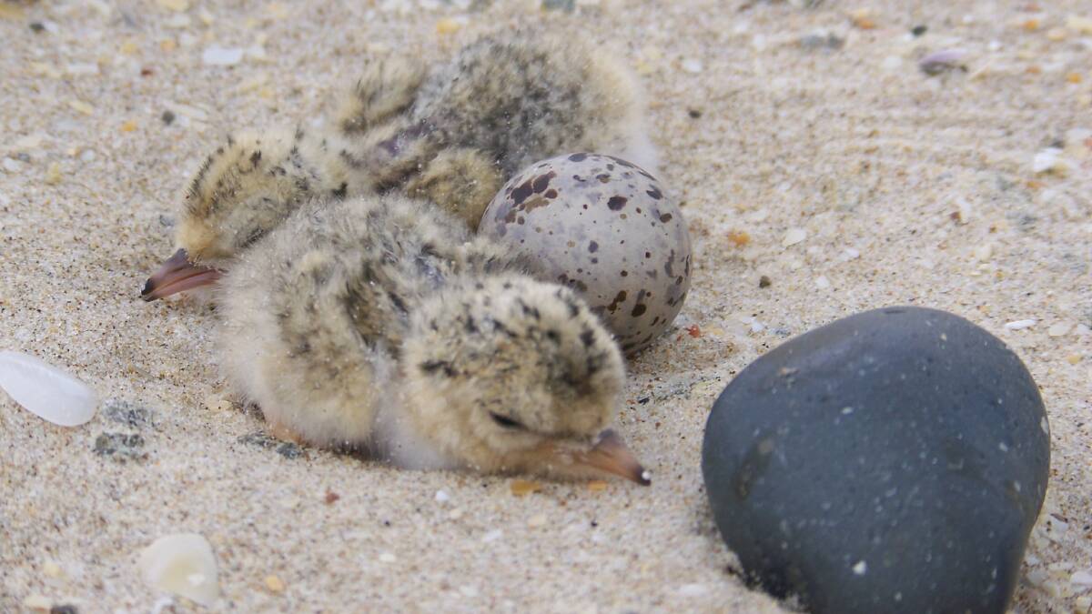 Little tern chicks. Photo NPWS