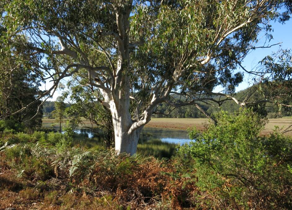 The beautiful Bulahdelah Plain Wetland Walk will be an opportunity to see this area not usually accessible to the public.