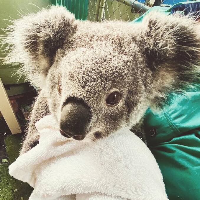 One of the koalas that was rescued in the aftermath of the bushfires and is being cared for at Koalas in Care Haze is featured in the third video.