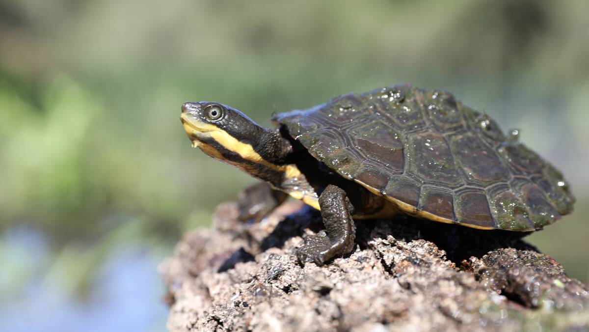 Aussie Ark is committed to building a Manning River turtle insurance population by providing the species with a secure environment where it can thrive and therefore reproduce. Photo: Aussie Ark.