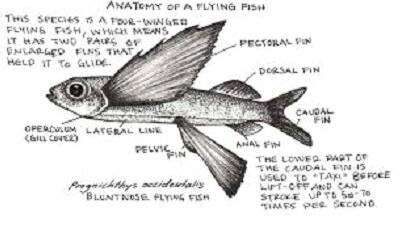 Our History: The story of a school of flying fish