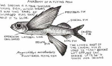 Our History: The story of a school of flying fish