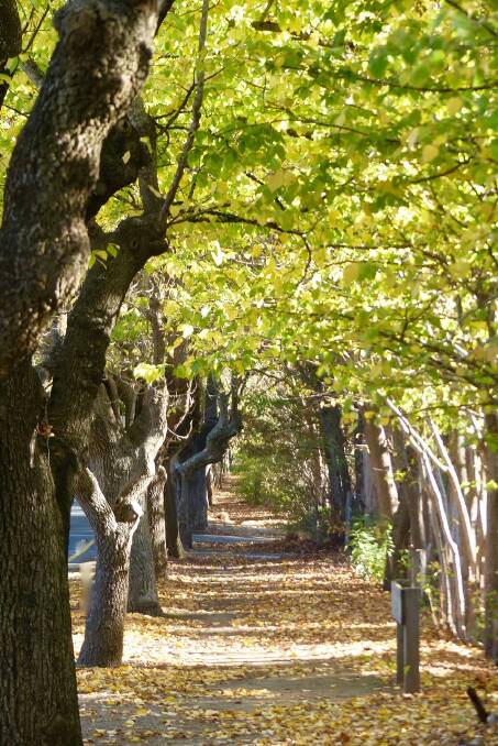 A pathway in historic Hahndorf in the Adelaide Hills is carpeted with falling leaves.