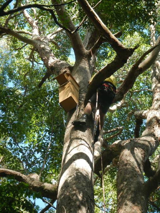 Professional tree climber Peter Hamilton installs large owl boxes in Smiths Lake.