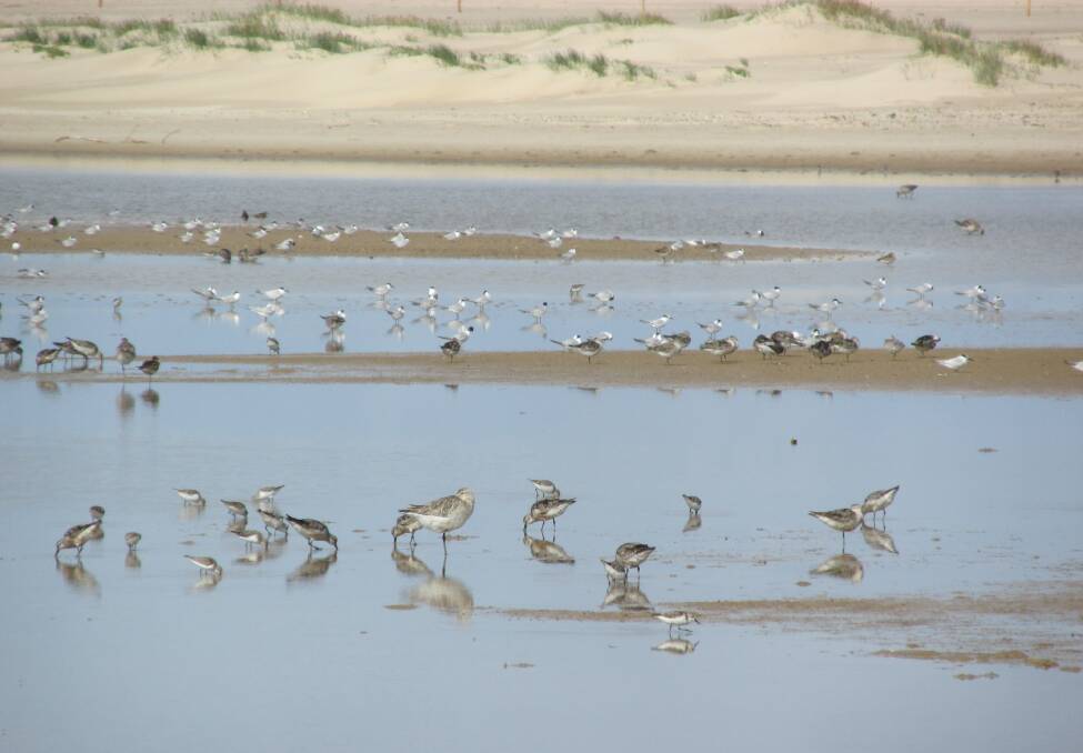 Little Terns and waders at Farquhar Inlet.
