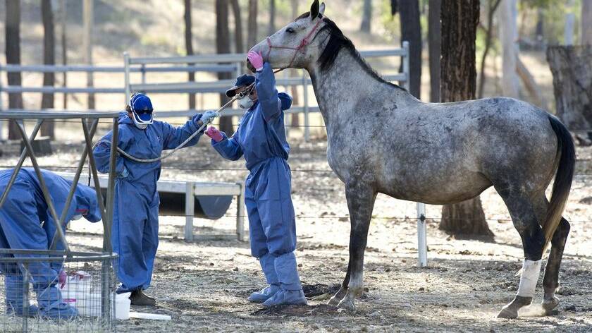 Climatic conditions could lead to an increased risk of horses contracting Hendra virus this winter. Hunter Local Land Services photo