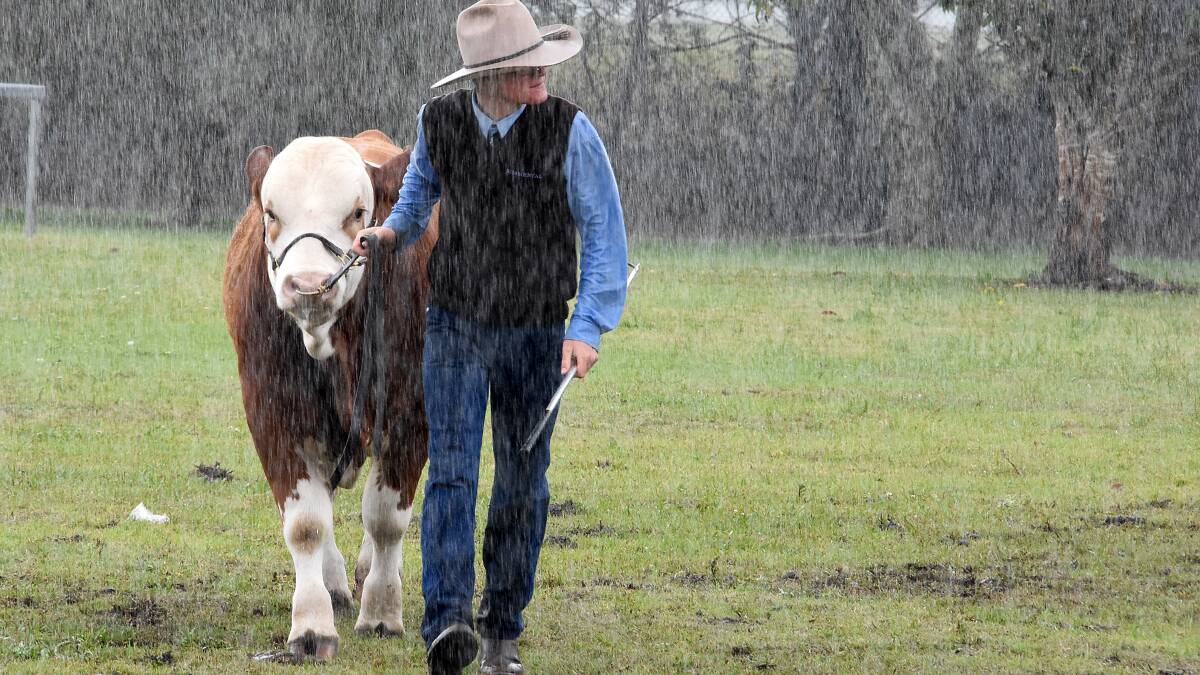 Rain affects crowd numbers at Taree’s 140th show