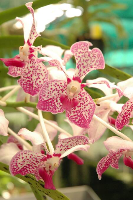 Winter blooms on show at orchid show