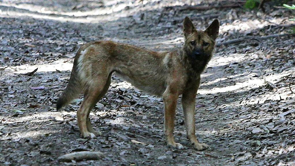 Wild dog baiting program available for Manning landholders