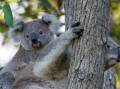 Tree giveaway for Wild Koala Day