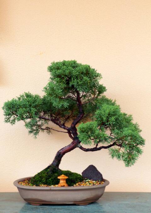 Interested in the art of bonsai? Open day at Taree