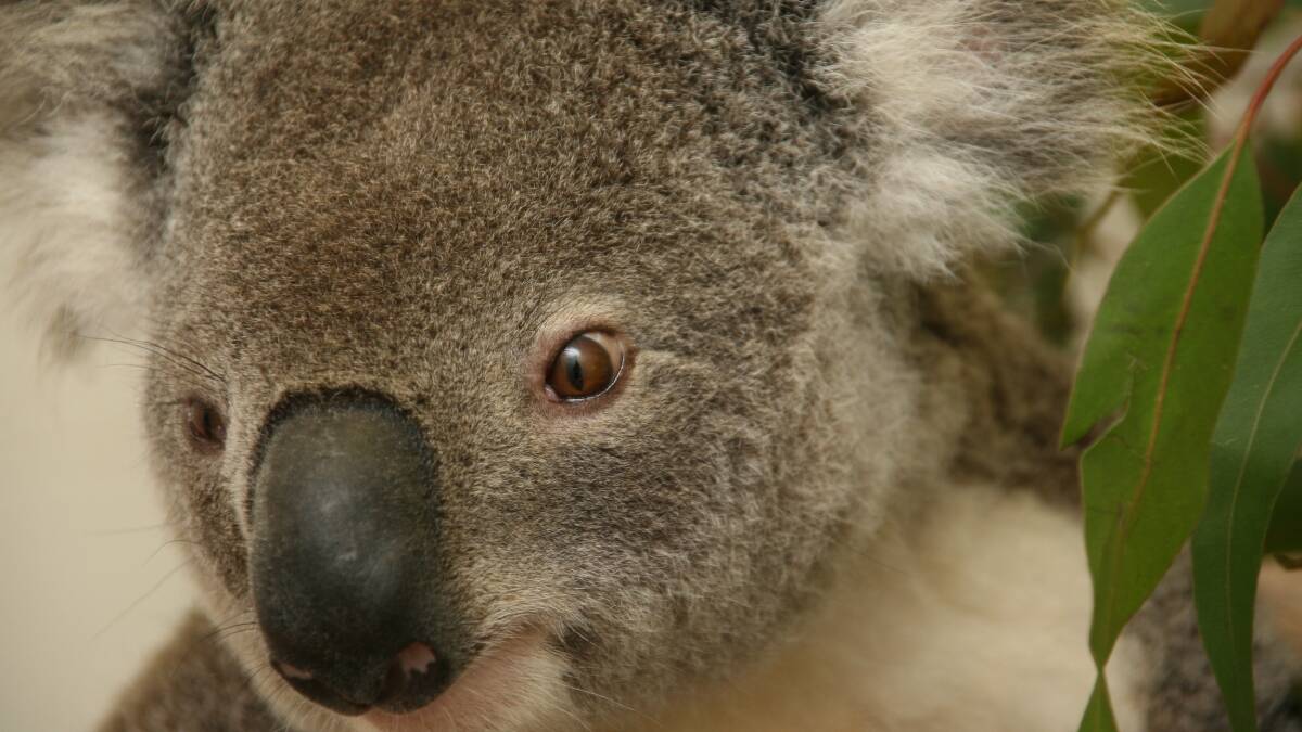 Where are our koalas?