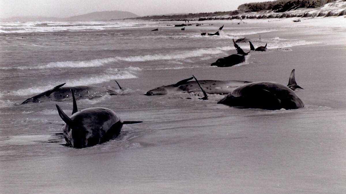 1985 whale beaching at Crowdy remembered