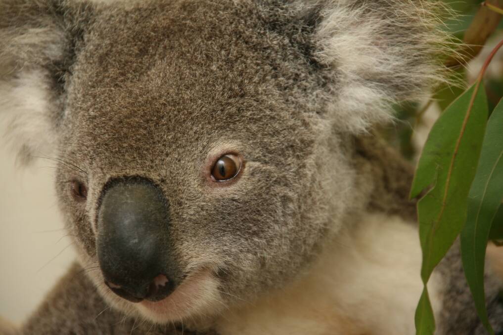 Call for NSW Nationals to take a stand for koalas