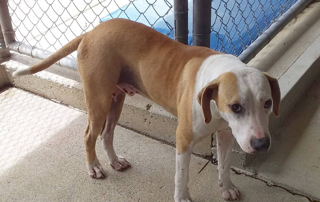 One of three currently impounded animals in MidCoast pounds - have you lost your pet? 