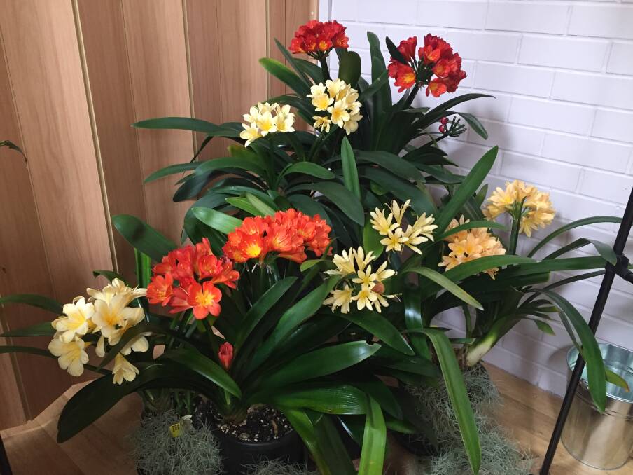 A range of clivias in colours ranging from delicate yellows to deep burnt oranges are on show at Taree Craft Cottage.. 