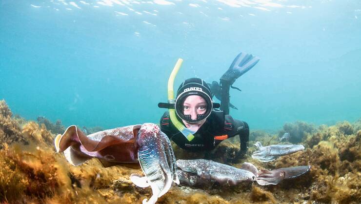 BIG FISH – See giant cuttlefish off Stony Point on the Eyre Peninsula. Photo: Carl Charter. 