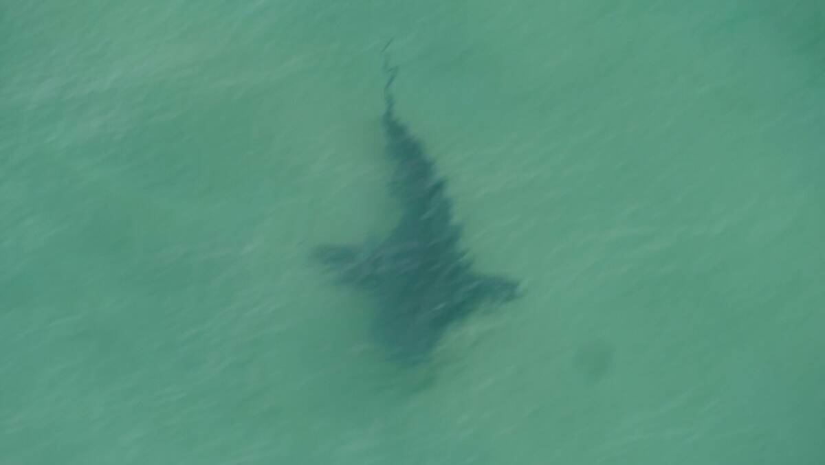 The DPI aerial patrol snapped this 2.3m bull shark at Mungo, Hawks Nest in early January. There were no swimmers or surfers in the water at the time.