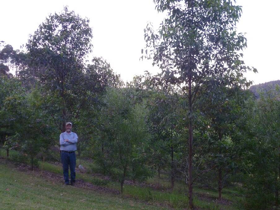 Wootton landholder Craig Tate has planted thousands of indigenous trees in an attempt to mimic a natural setting.