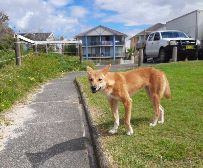 Dingoes will suffer if people continue to feed them