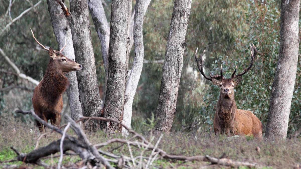 MidCoast Council has plans to undertake another cull of feral deer. Picture file.