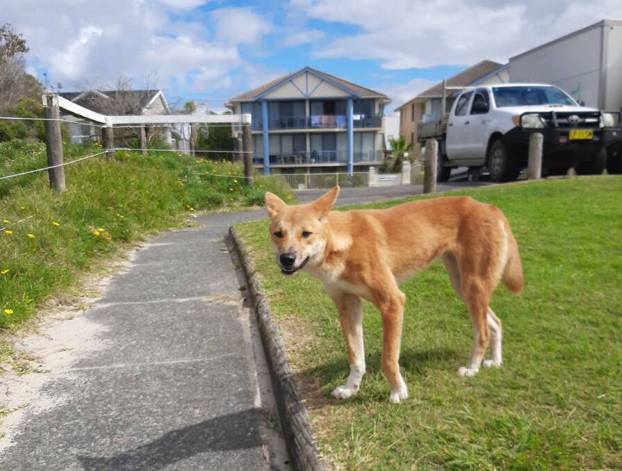 Dingoes are regularly spotted roaming around the streets and beach in Tea Gardens Hawks Nest.