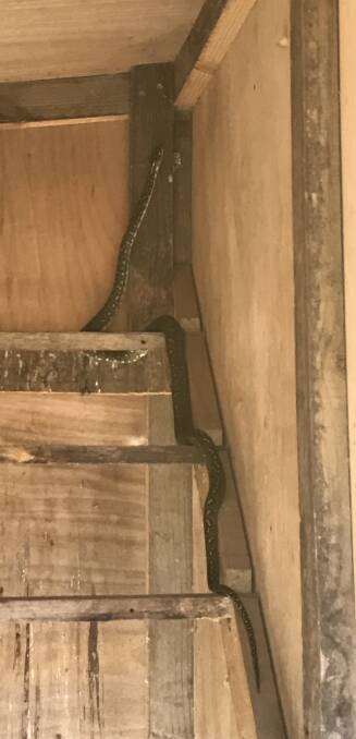 This carpet snake has taken up permanent lodgings in the Tollis family's chook house.