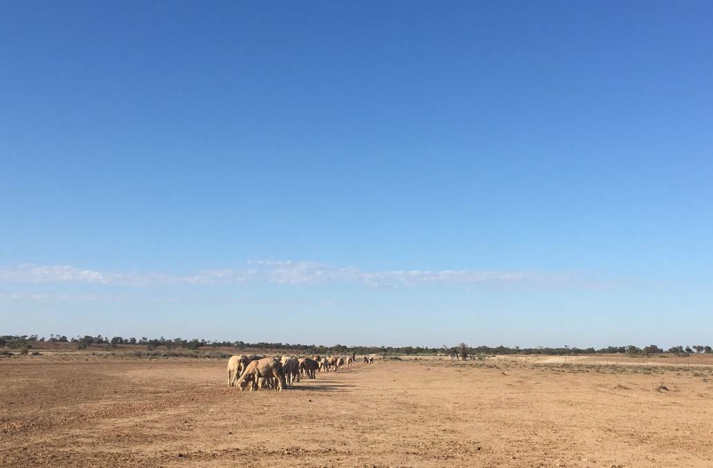 Ninety nine per cent of the State is in the grip of a devastating drought, including Dunedoo. Photo The Land Newspaper