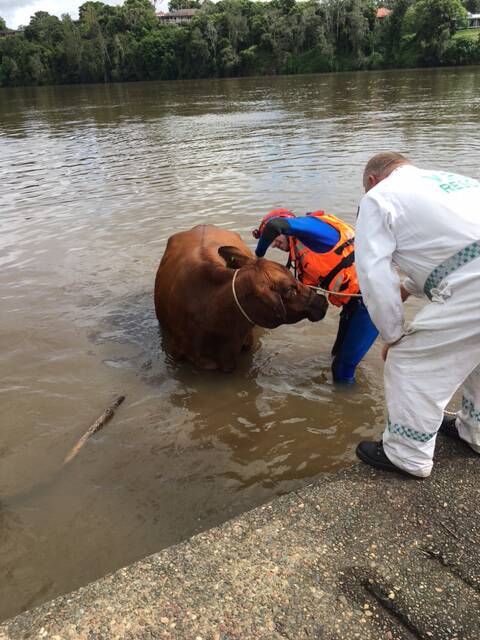 SES rescue hapless cow trapped in fast flowing river