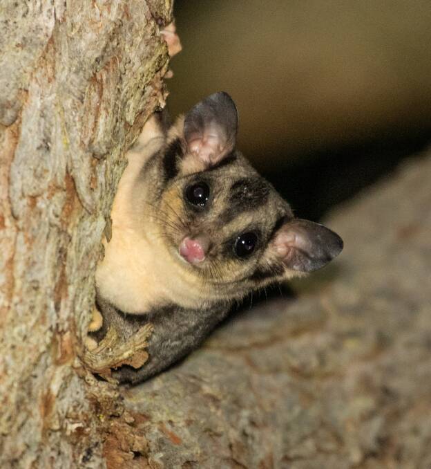 Squirrel gliders bounce back after bushfires
