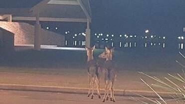 This pair of feral deer was spotted at John Wright Park, Tuncurry in the early hours of a winter's the morning by Adam Burton back in 2017.