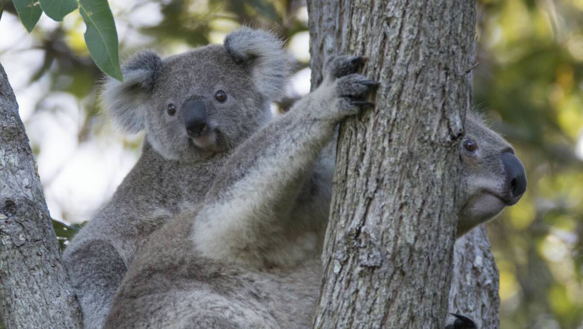 Koalas were declared an endangered species in NSW on February 12, 2022. 