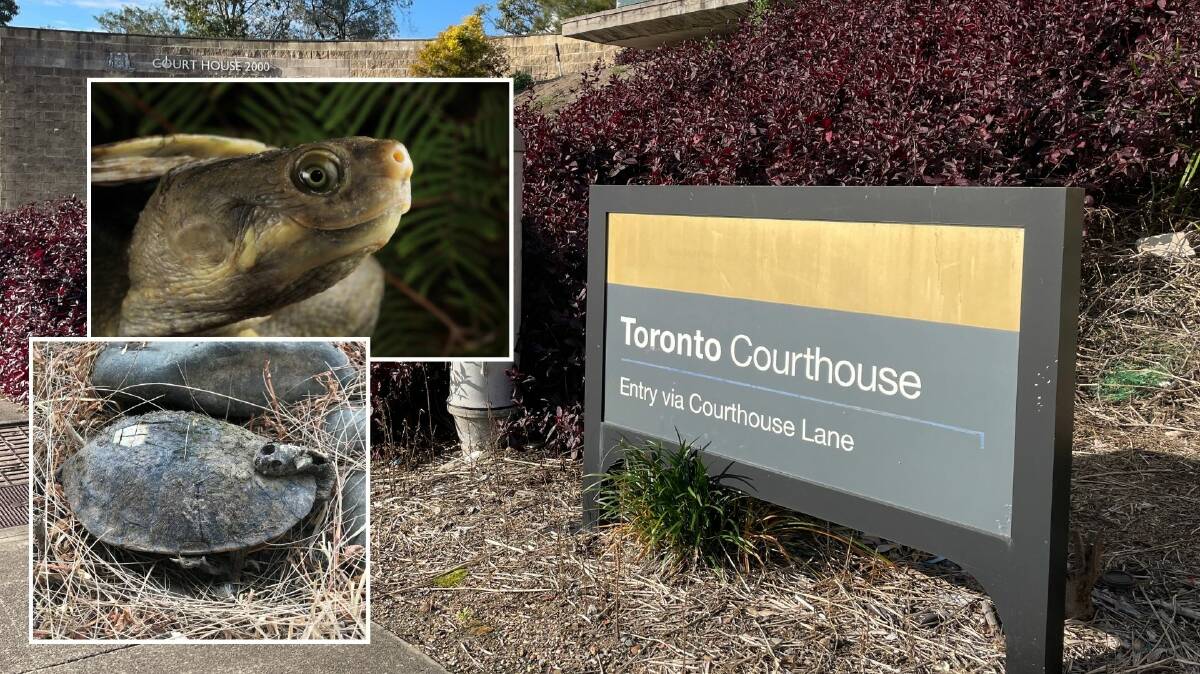 The Toronto Courthouse and inset images released by Aussie Ark as part of a project to save both Hunter River and Bell's turtles. 