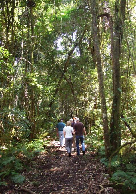 Blue Gum Loop is just one of the many walking tracks in Barrington Tops. Photo NPWS