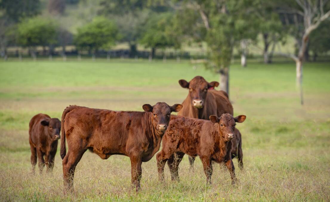 Productive grazing land is a feature of all three of the Manning Valley properties. Supplied by Ray White Manning Valley 