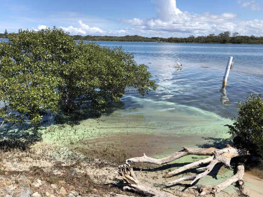  Blue-green algae in the Manning River. Photo MidCoast Council