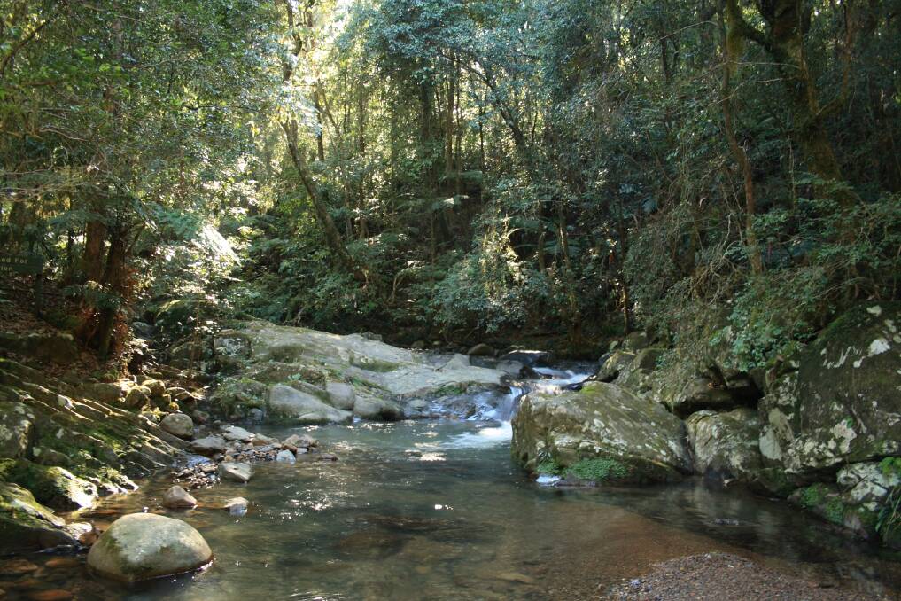 Williams River in the Barrington Tops National Park is one of the areas pristine waterways. Photo: Sean Thompson/NPWS