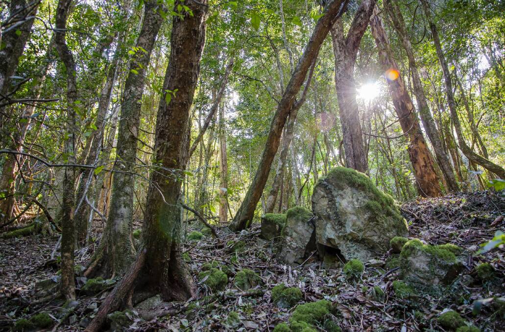 Check out the Hidden Treasures Track in Copeland Tops State Conservation Area. Photo: John Spencer DPIE