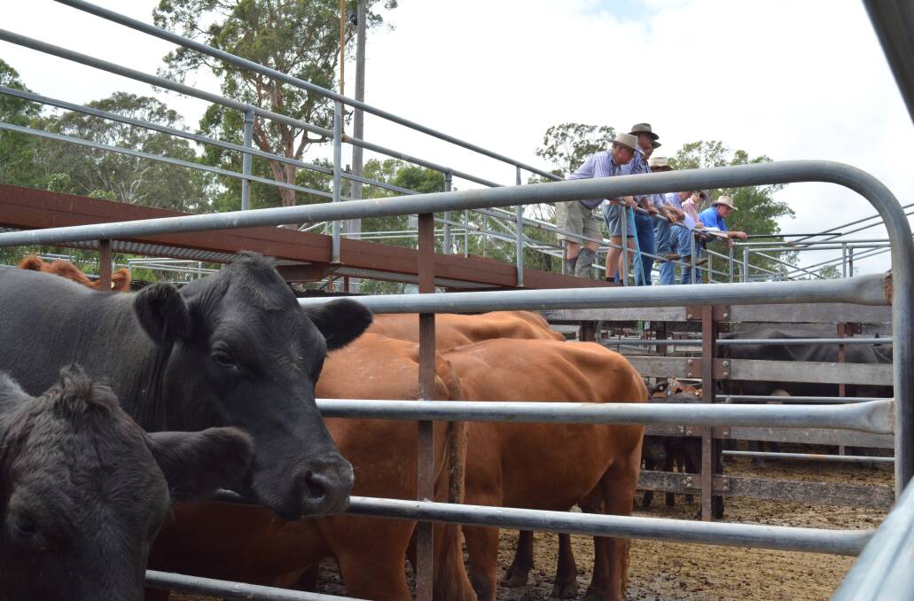 Cattle waiting in the yard during a store sale at Gloucester's saleyard. Photo Anne Keen