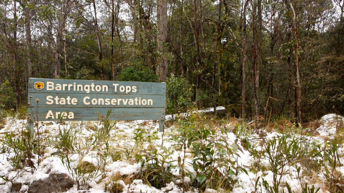Chill factor: The first dusting of snow for the season is expected on Barrington Tops on Friday.