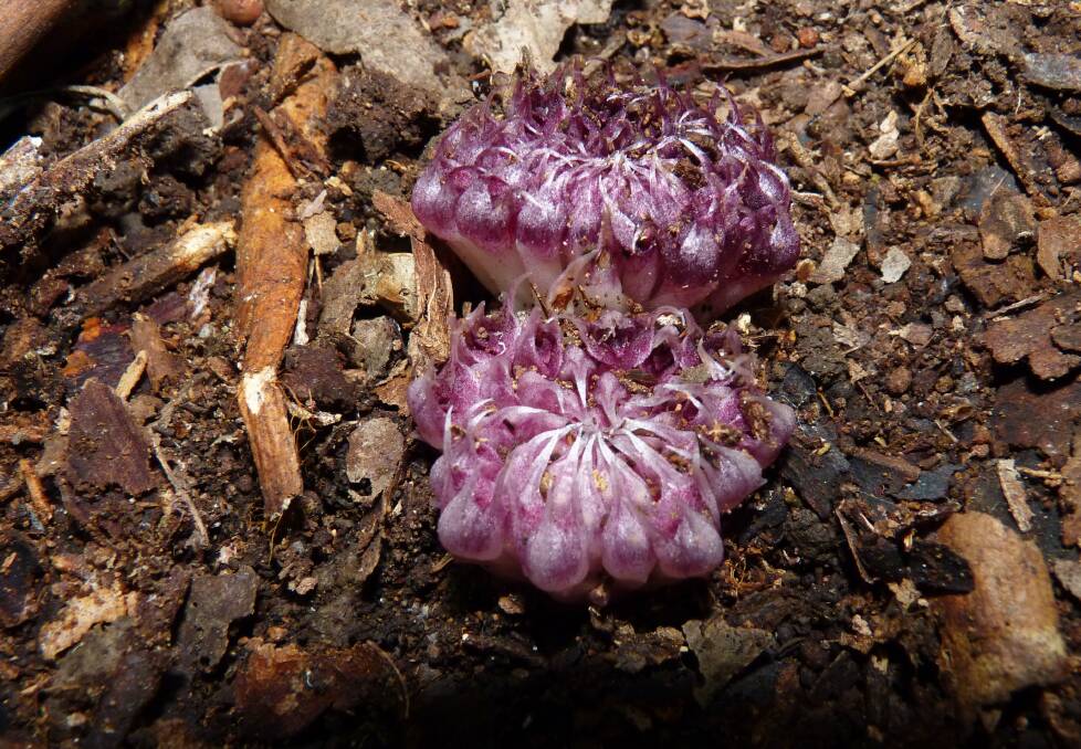 The elusive Rhizanthella orchid's flower head is about the size of a 20 cent piece. Photo Mark Clements
