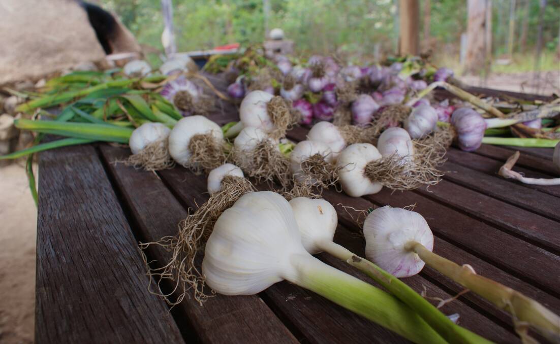 The group garlic crop after picking. Photo supplied