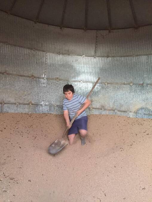 HELPING: Fletcher Giddings shovels feed out in the silo on the family property. 
