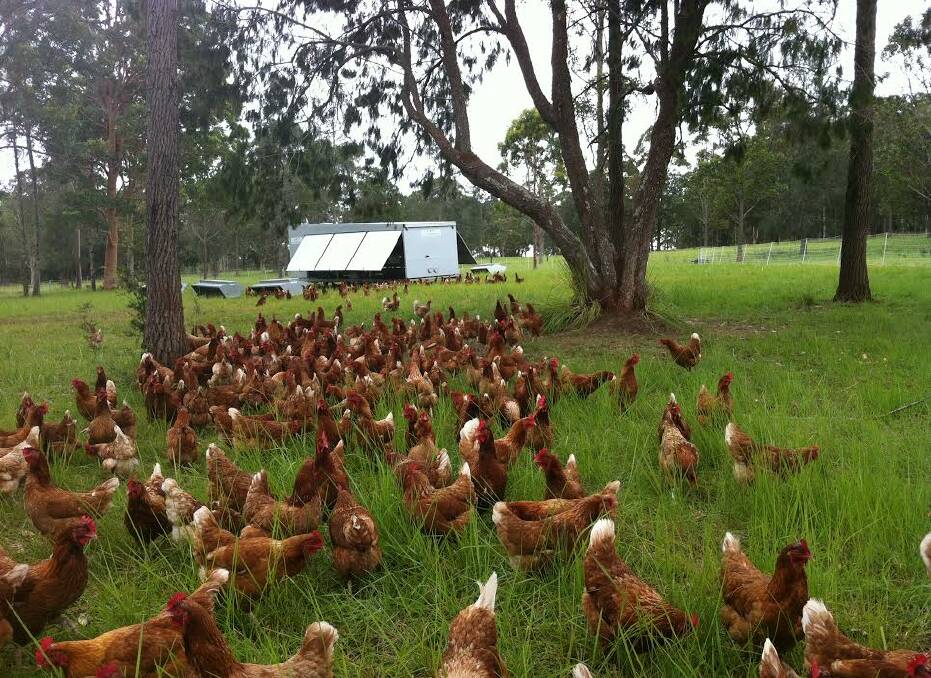 Happy chickens: Various ethical producers will open their gates this weekend. To keep updated like The Great Lakes Food Trail NSW on Facebook. 